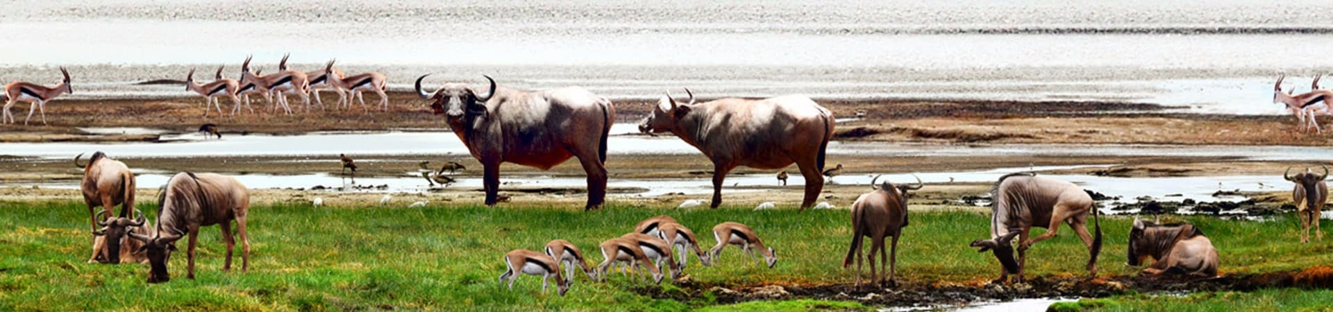 cratera de ngorongoro